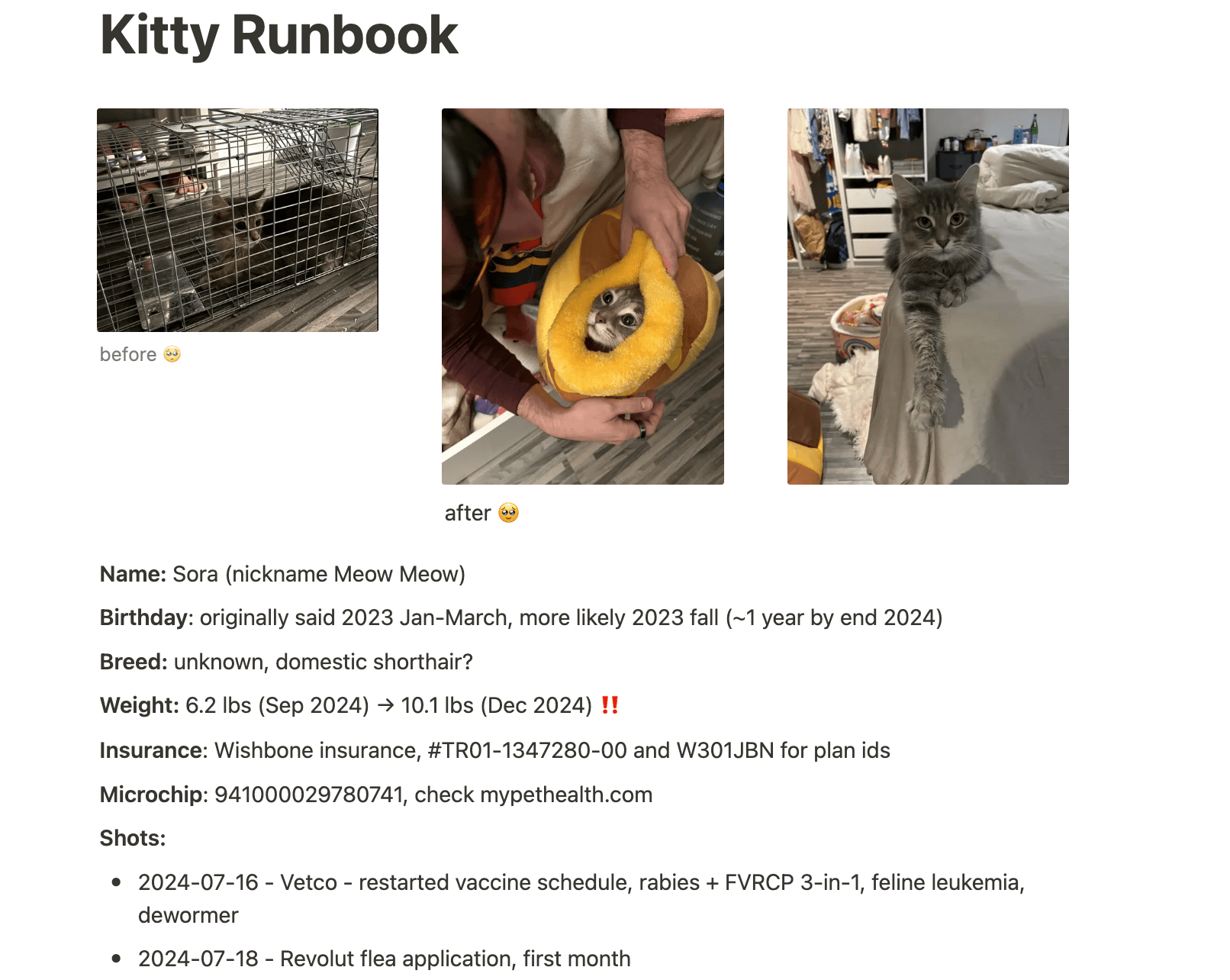 Even Connie and Kyle’s cat, Sora, has a Notion doc.